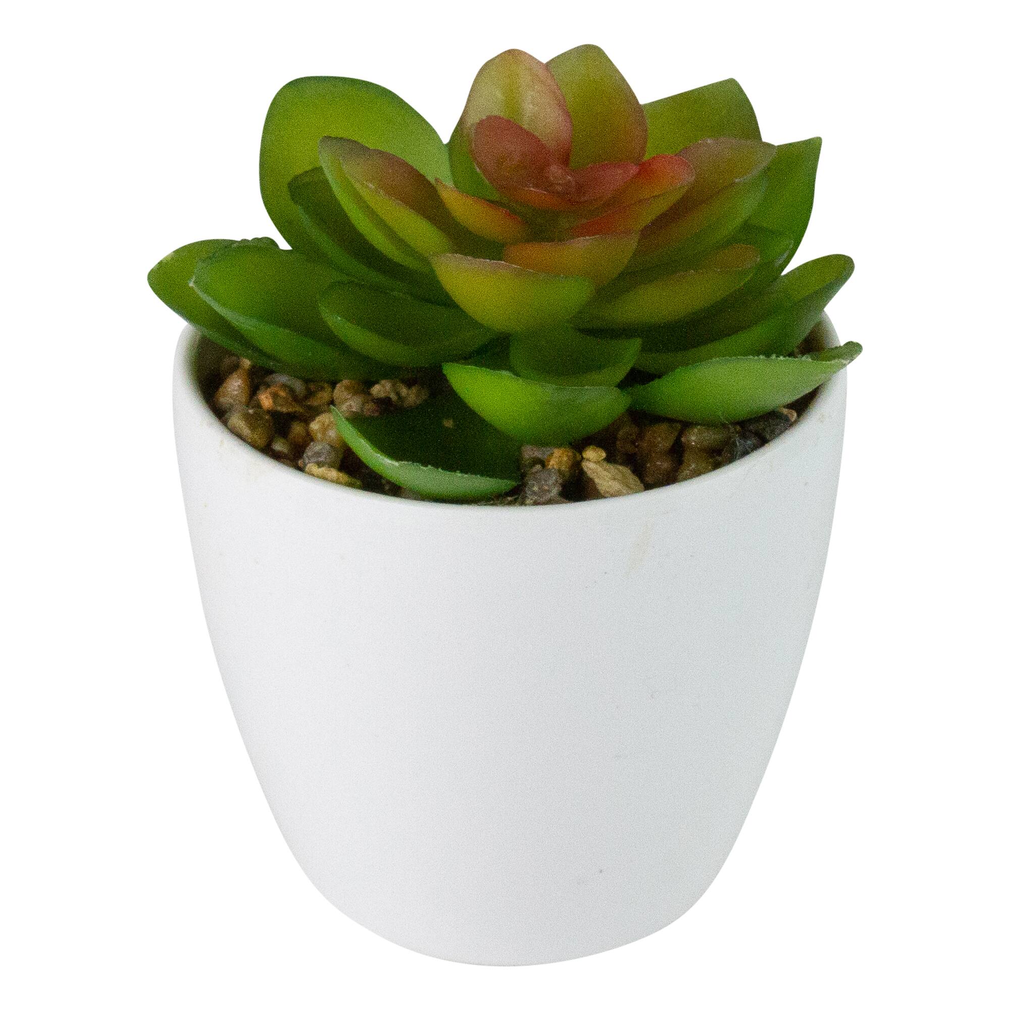 4" Green Succulent in White Pot